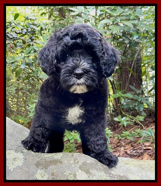 Oreo Rebel pups 8 wks old 221