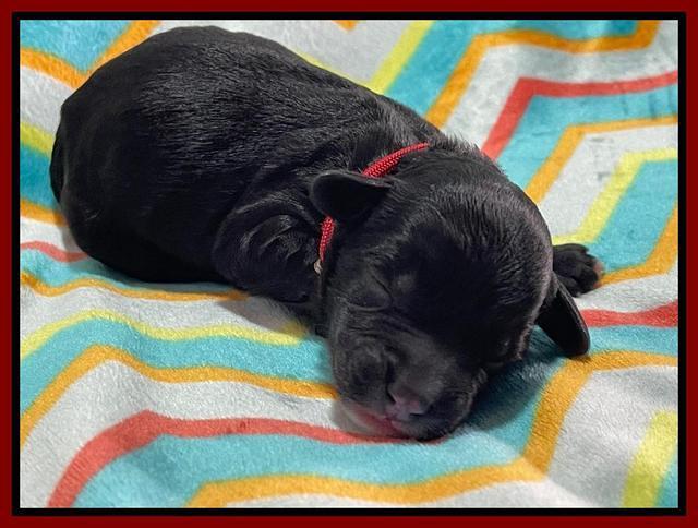 Oreo Rebel pups newborn 6 1