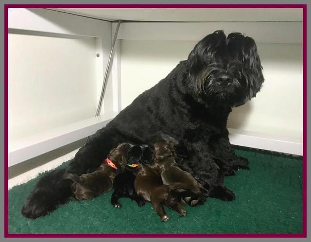 RAven Hawk pups 1 wk old 21