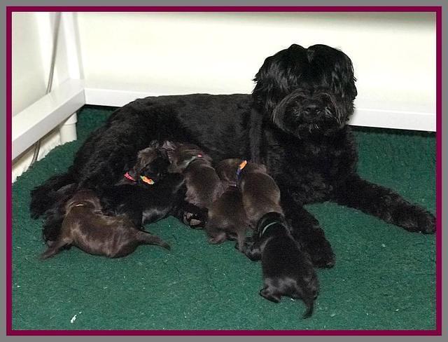 RAven Hawk pups 1 wk old 31