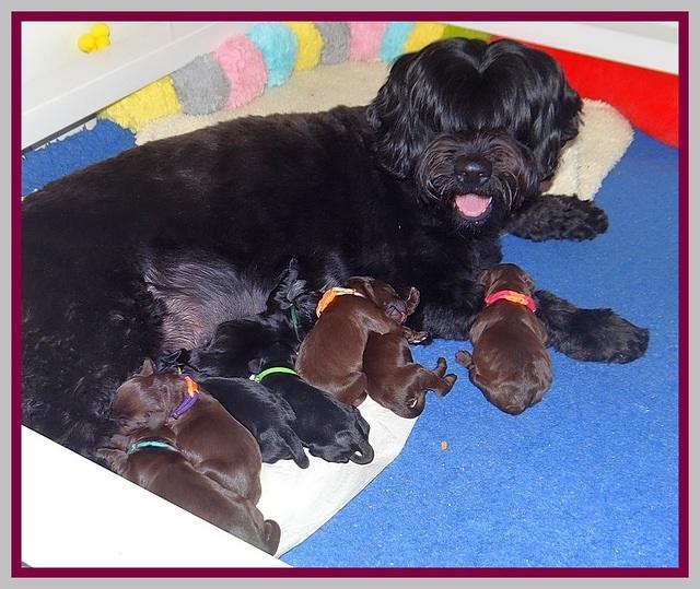 Raven Hawk pups newborn 111