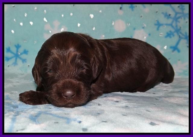 Raven Hawk pups 2 wks old 31