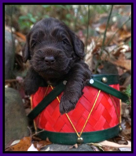 Raven Hawk pups 3 wks old 51