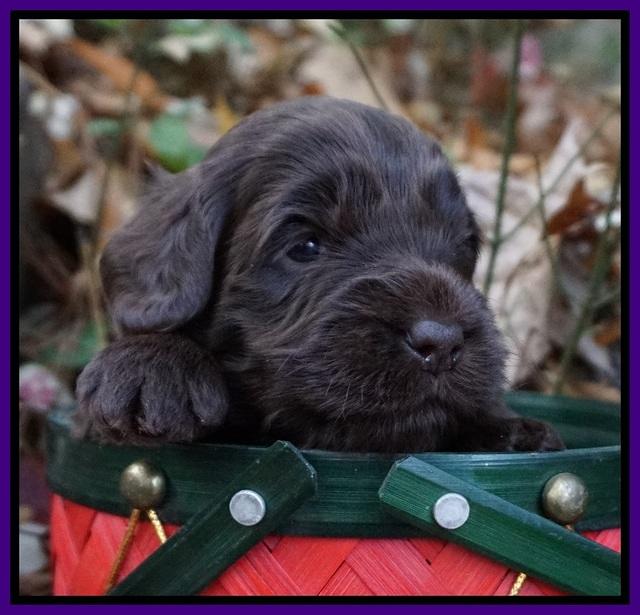 Raven Hawk pups 3 wks old 61