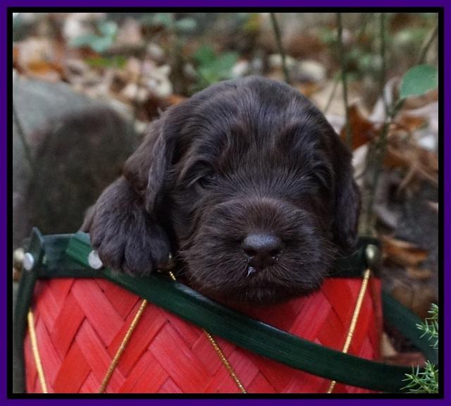 Raven Hawk pups 3 wks old 71