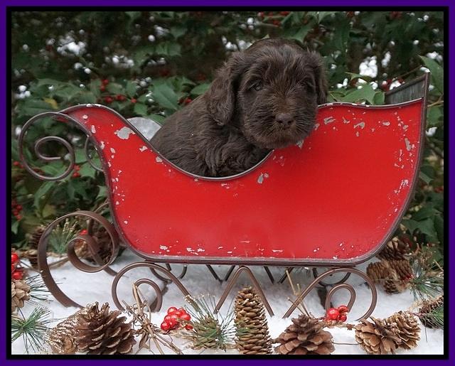 Raven Hawk pups 4 wks old 51