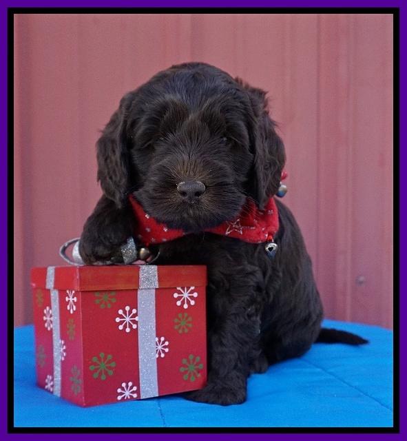 Raven Hawk pups 5 wks old 61