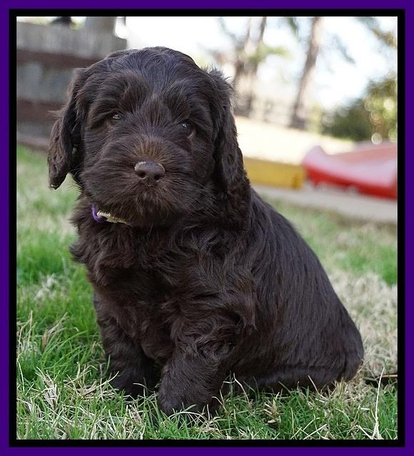 Raven Hawk pups 5 wks old 81