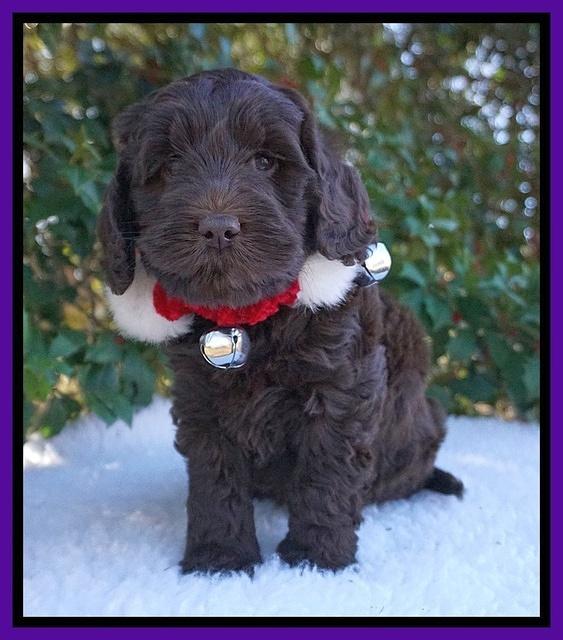 Raven Hawk pups 6 wks old 61