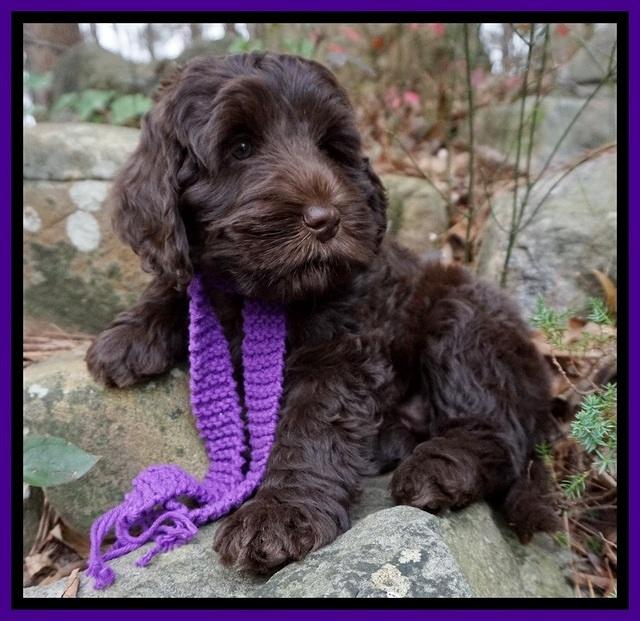 Raven Hawk pups 8 wks old 101531
