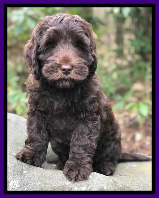 Raven Hawk pups 8 wks old 141531