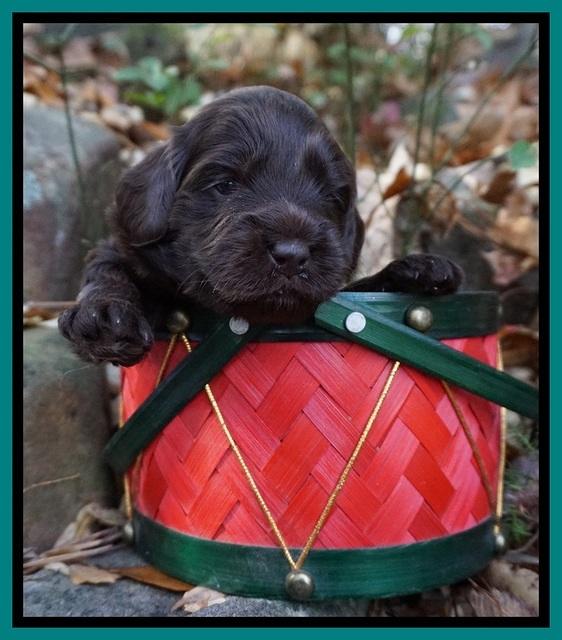 Raven Hawk pups 3 wks old 91