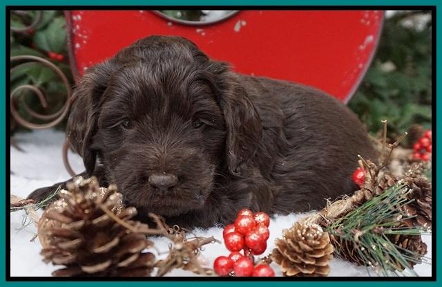 Raven Hawk pups 4 wks old 101
