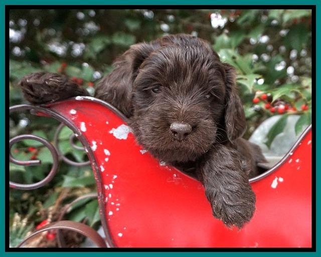Raven Hawk pups 4 wks old 91