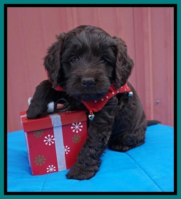 Raven Hawk pups 5 wks old 101