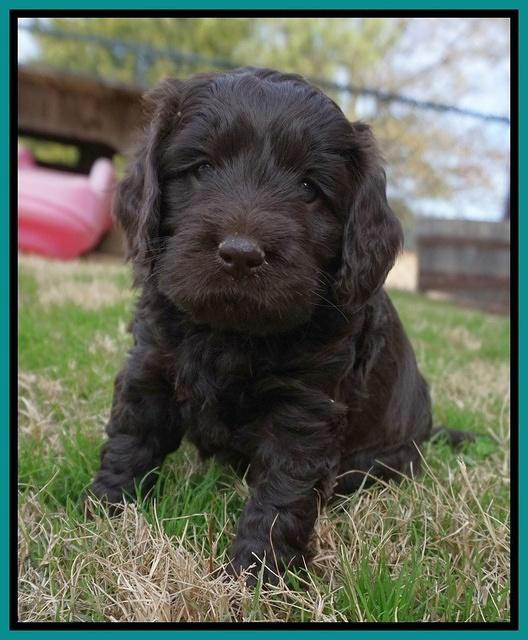 Raven Hawk pups 5 wks old 121