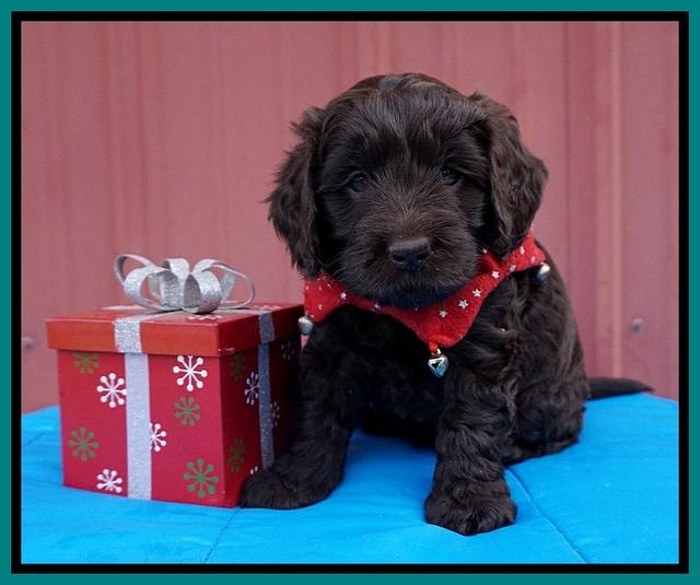 Raven Hawk pups 5 wks old 91