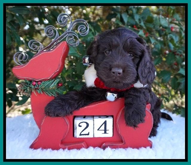 Raven Hawk pups 6 wks old 111