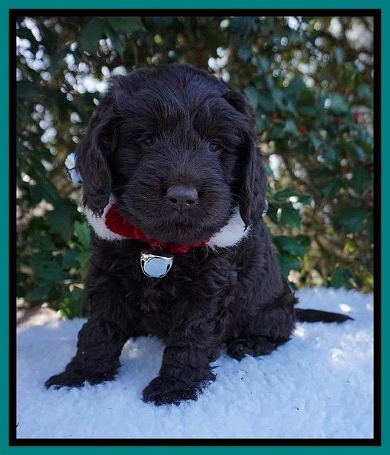 Raven Hawk pups 6 wks old 131