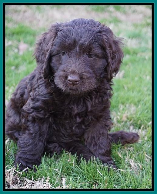 Raven Hawk pups 7 wks old 81