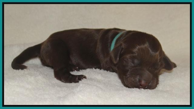 Raven Hawk pups newborn 31