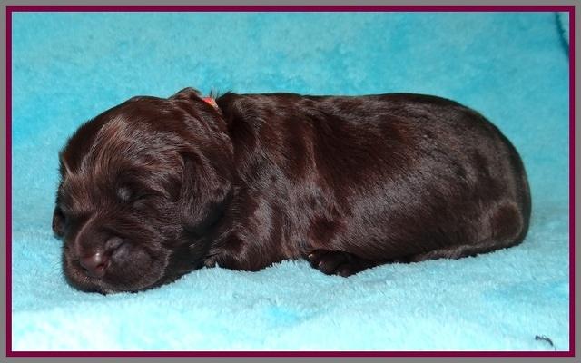 RAven Hawk pups 1 wk old 121