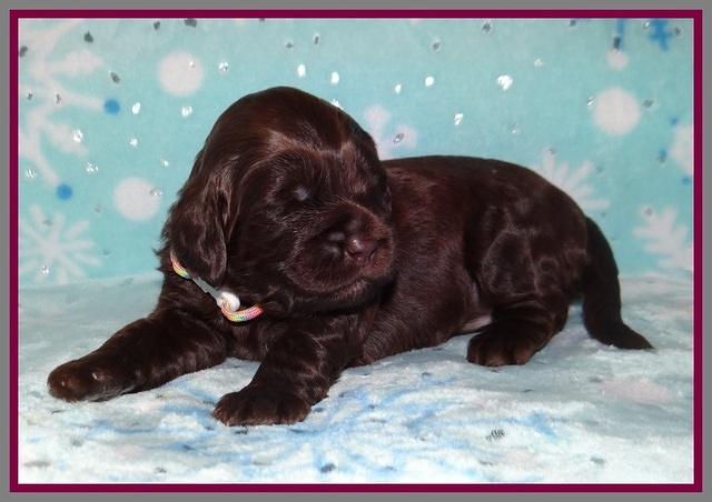 Raven Hawk pups 2 wks old 81