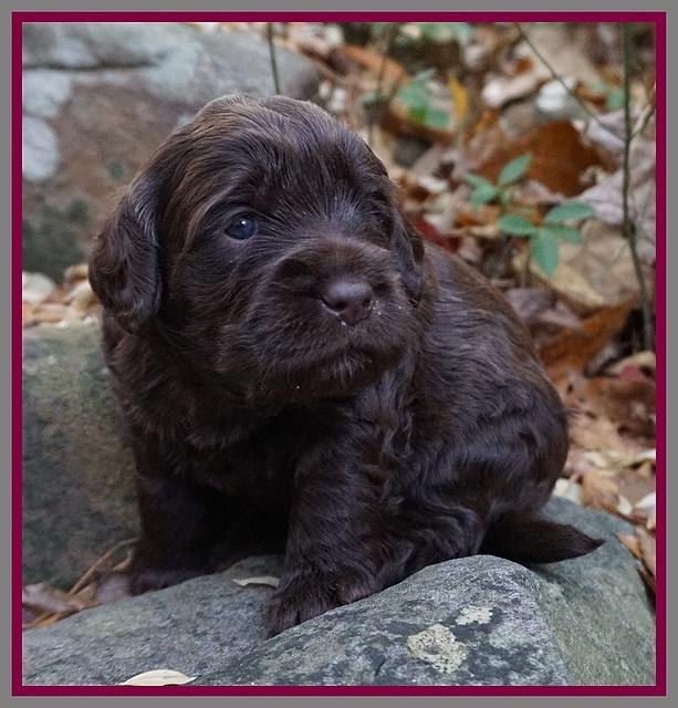 Raven Hawk pups 3 wks old 151