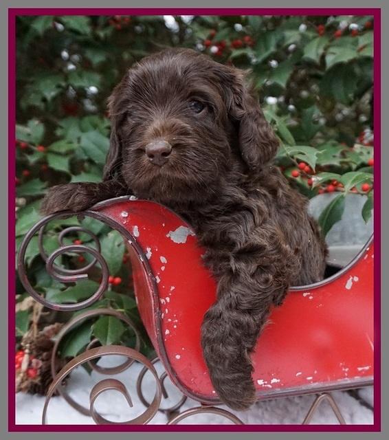 Raven Hawk pups 4 wks old 111