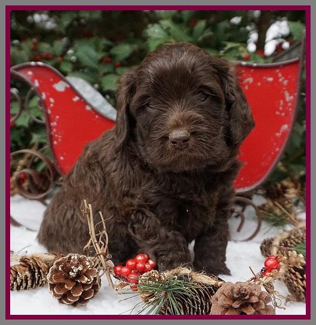 Raven Hawk pups 4 wks old 141