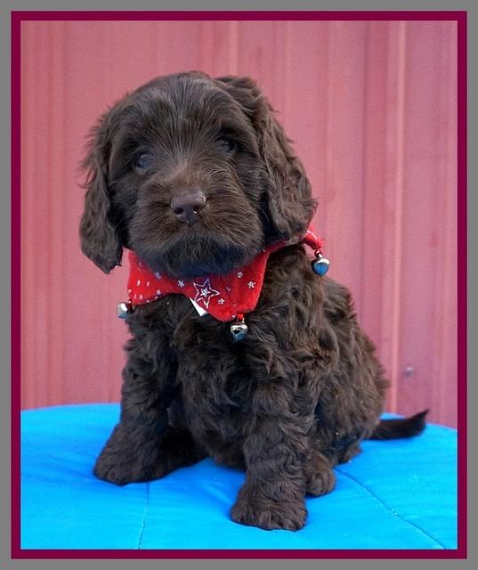 Raven Hawk pups 5 wks old 141