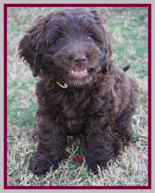 Raven Hawk pups 7 wks old 111