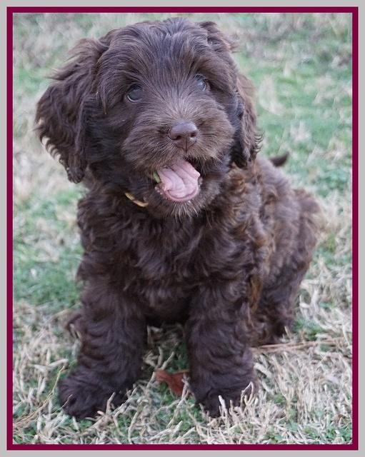 Raven Hawk pups 7 wks old 121
