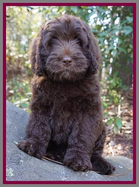 Raven Hawk pups 8 wks old 1330