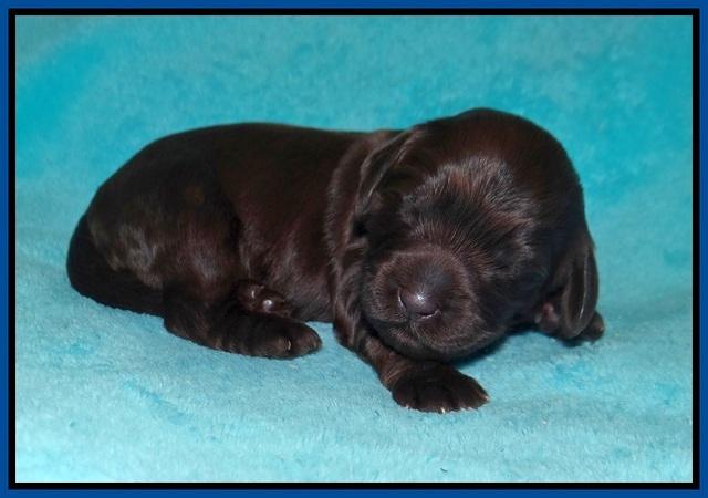 RAven Hawk pups 1 wk old 131