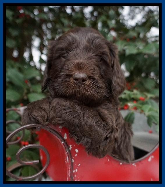 Raven Hawk pups 4 wks old 161