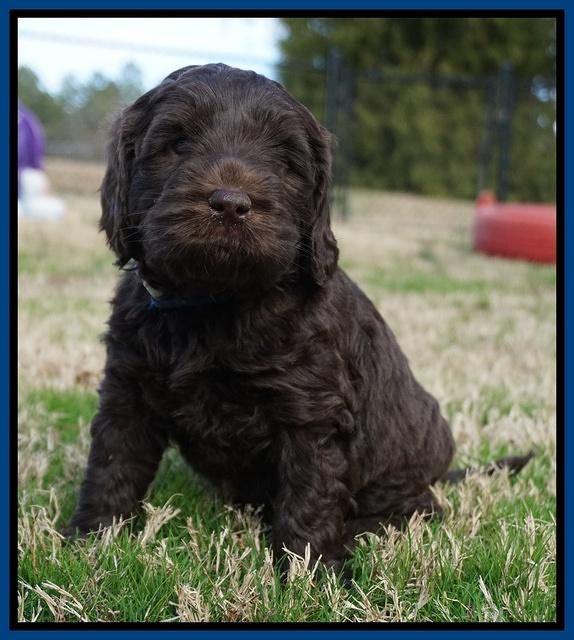 Raven Hawk pups 5 wks old 211