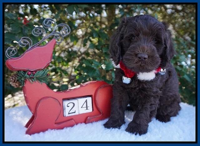 Raven Hawk pups 6 wks old 191