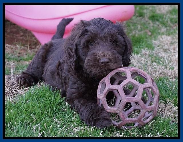 Raven Hawk pups 7 wks old 141