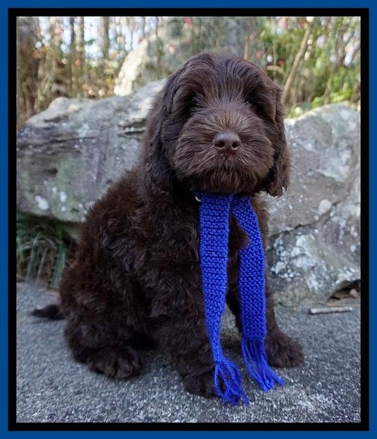 Raven Hawk pups 8 wks old 230