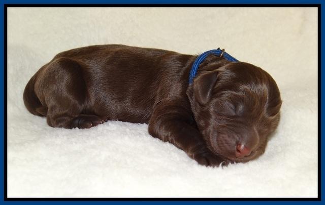 Raven Hawk pups newborn 51