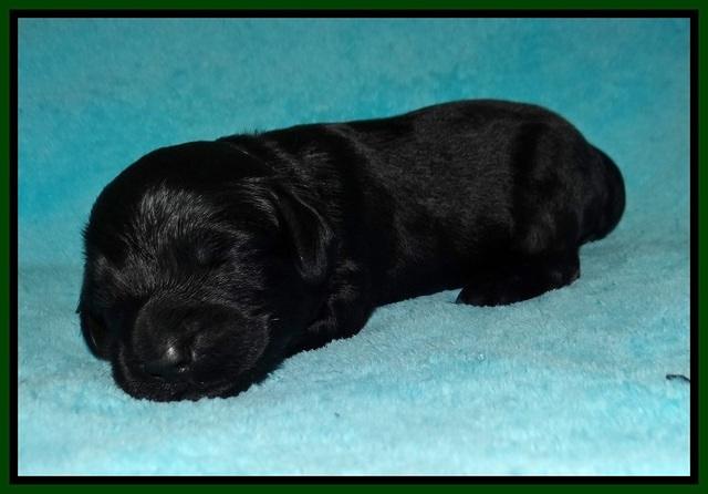 RAven Hawk pups 1 wk old 151