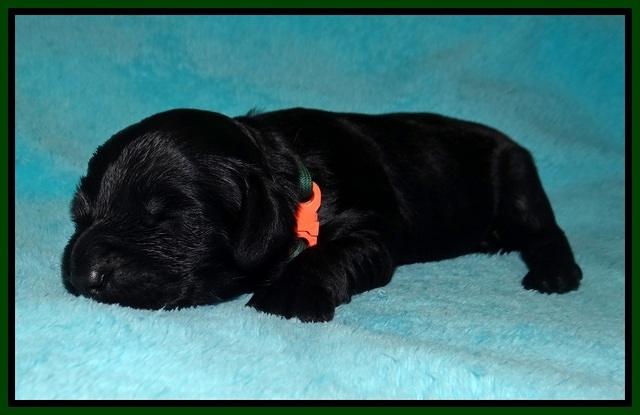 RAven Hawk pups 1 wk old 161