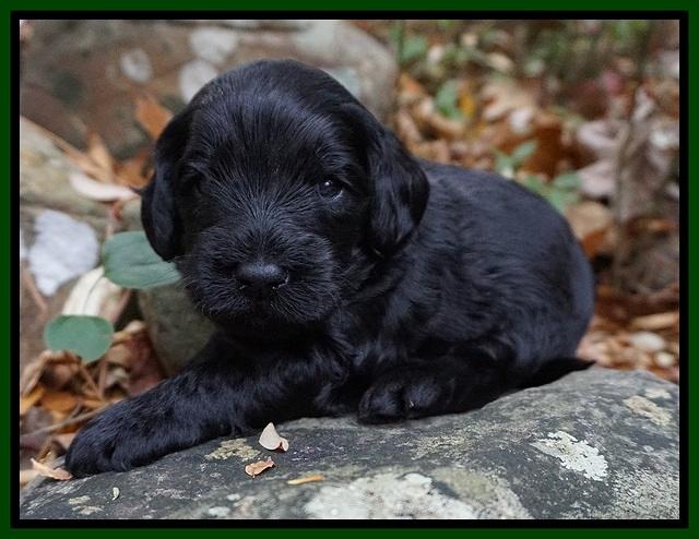 Raven Hawk pups 3 wks old 241