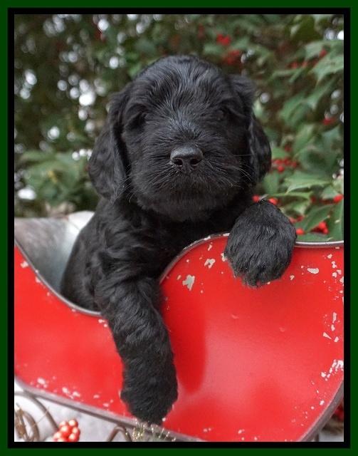 Raven Hawk pups 4 wks old 201