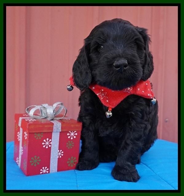 Raven Hawk pups 5 wks old 221