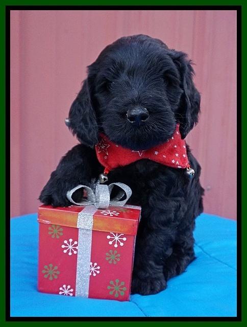 Raven Hawk pups 5 wks old 231