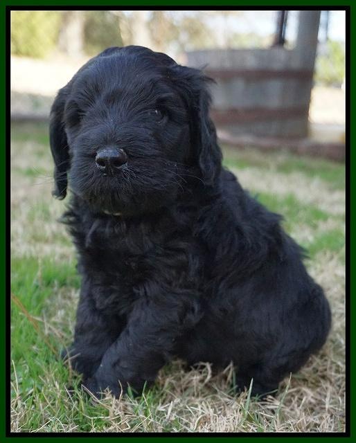 Raven Hawk pups 5 wks old 251