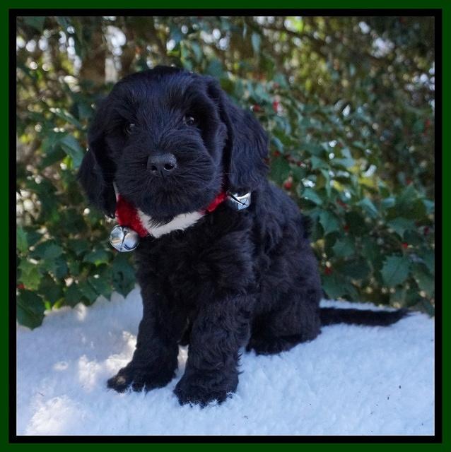 Raven Hawk pups 6 wks old 241