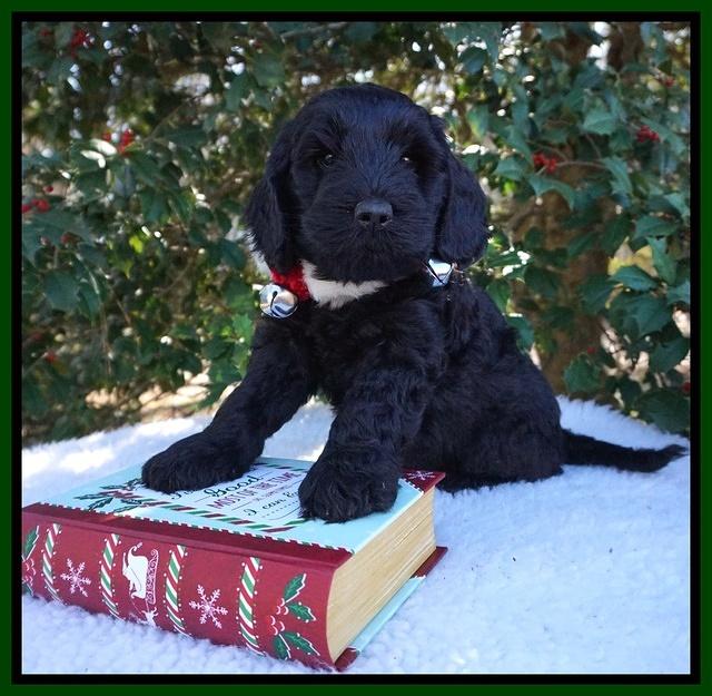 Raven Hawk pups 6 wks old 251